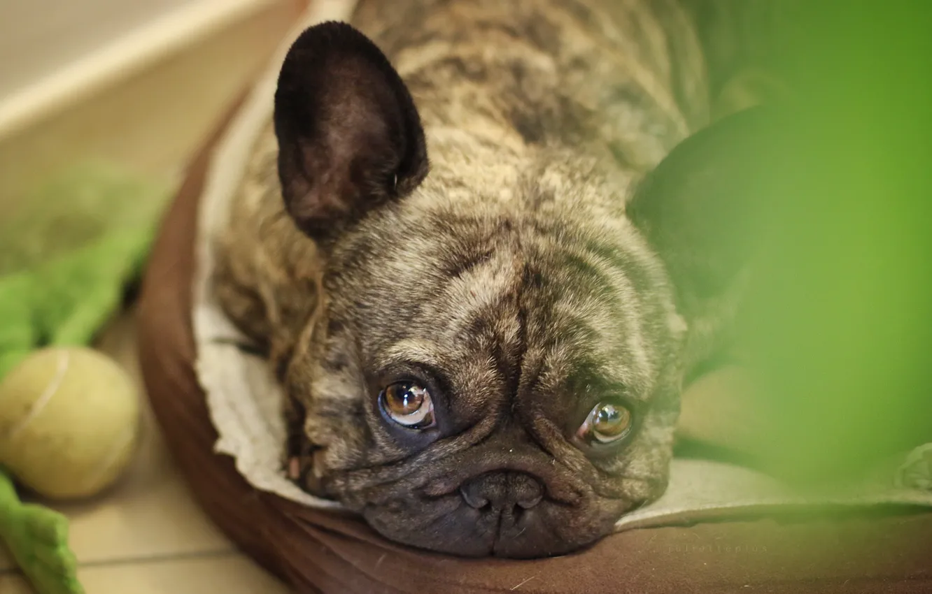 Photo wallpaper look, each, dog