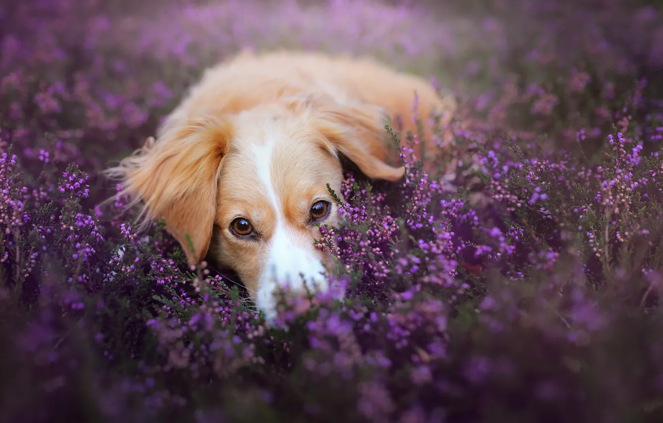 Photo wallpaper look, each, dog