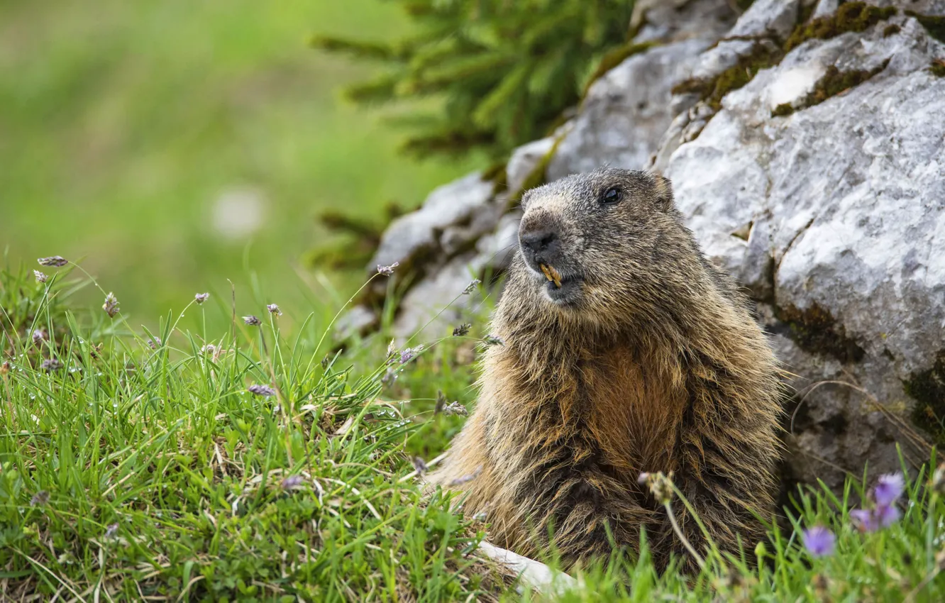 Photo wallpaper grass, stones, glade, needles, marmot, rodent