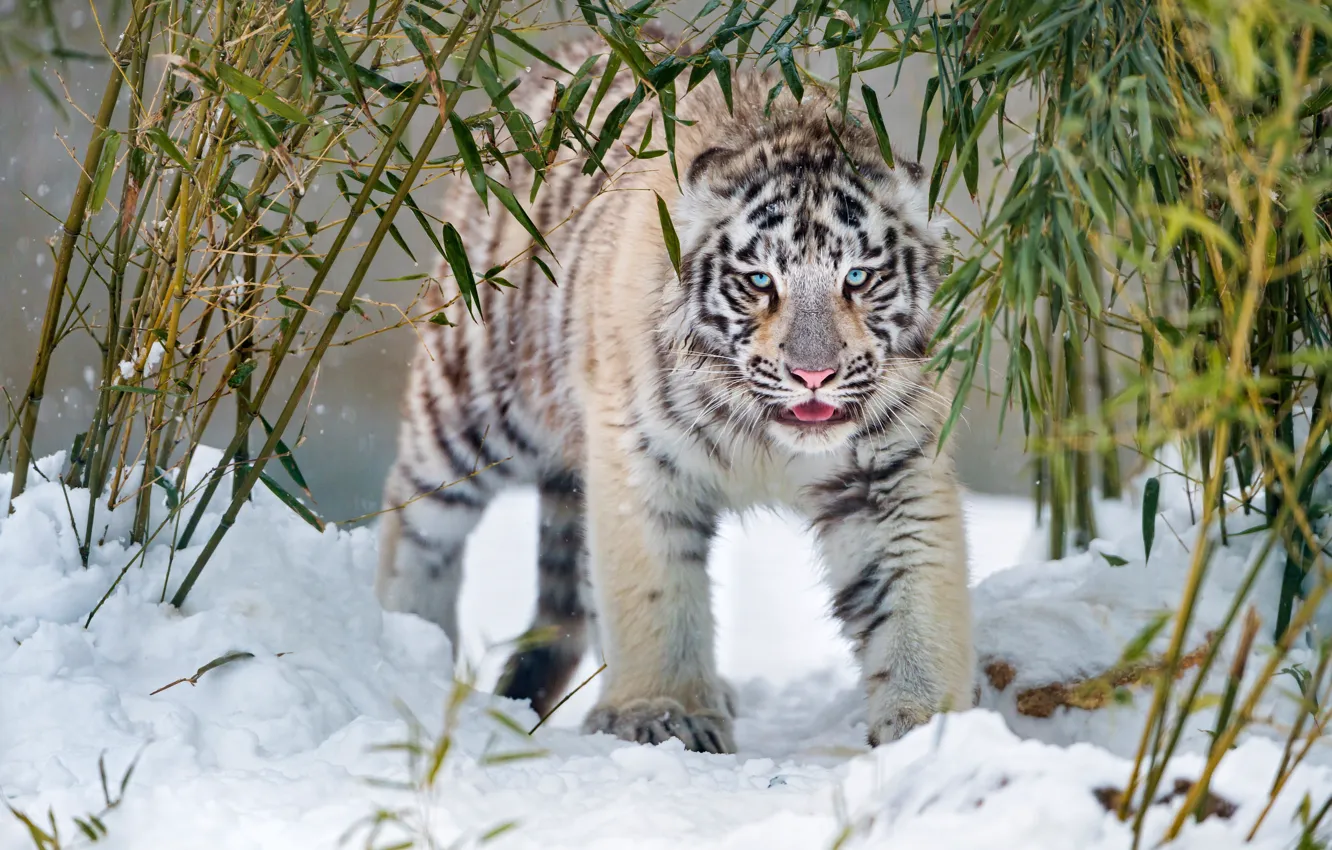 Photo wallpaper winter, language, white, look, leaves, snow, branches, nature