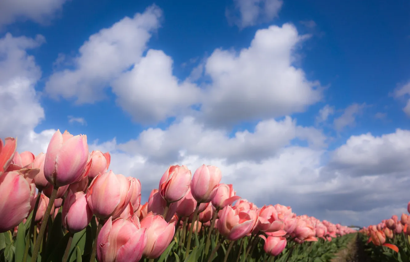 Photo wallpaper nature, spring, tulips