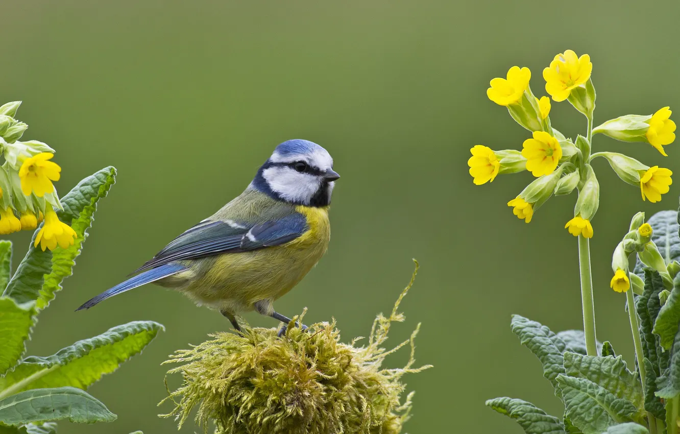 Photo wallpaper flowers, background, bird, tit