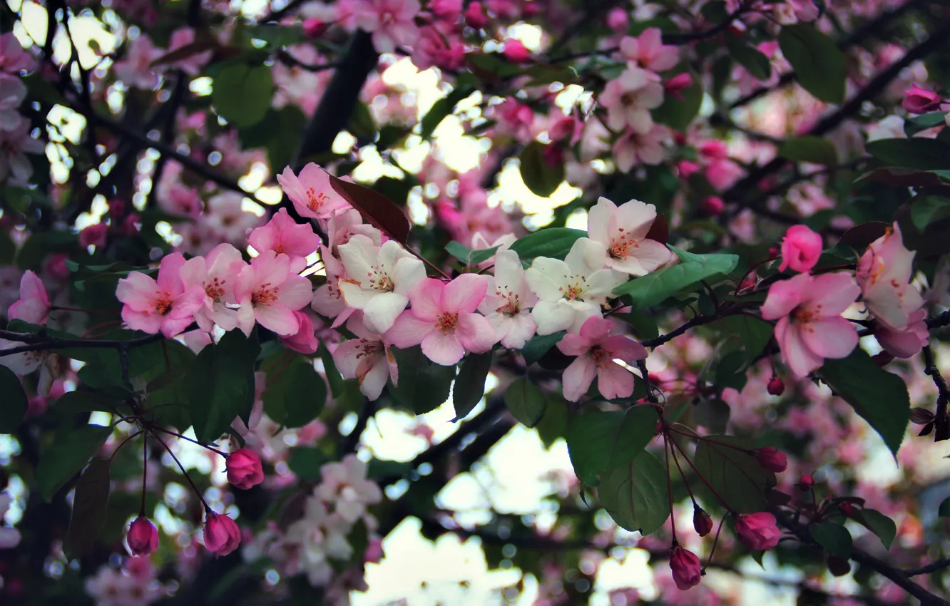 Photo wallpaper flowers, Apple, flowering