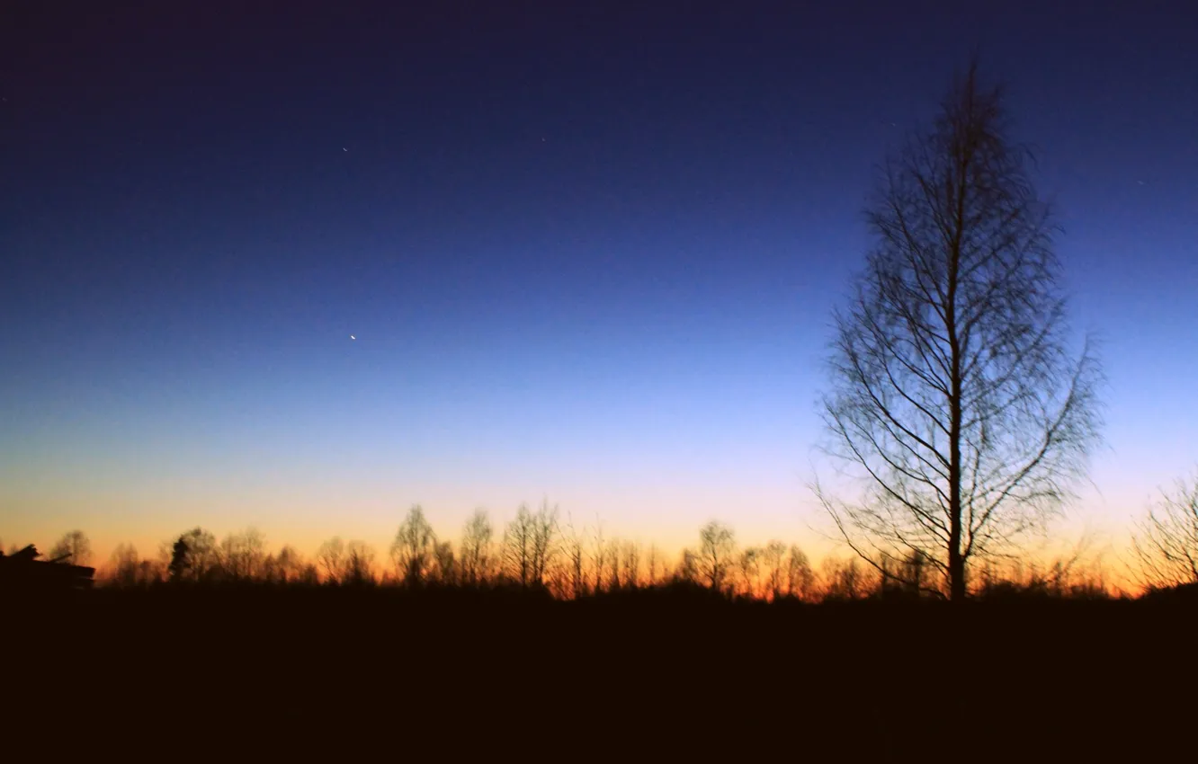 Photo wallpaper the sky, stars, sunset, tree, the evening