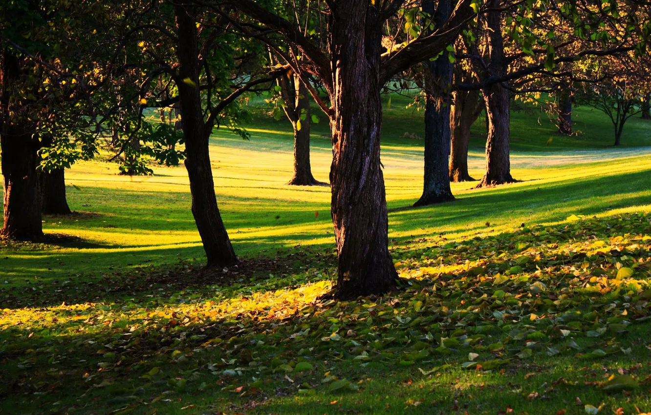 Photo wallpaper greens, grass, leaves, trees, Park, square, Sunny day, the beginning of autumn