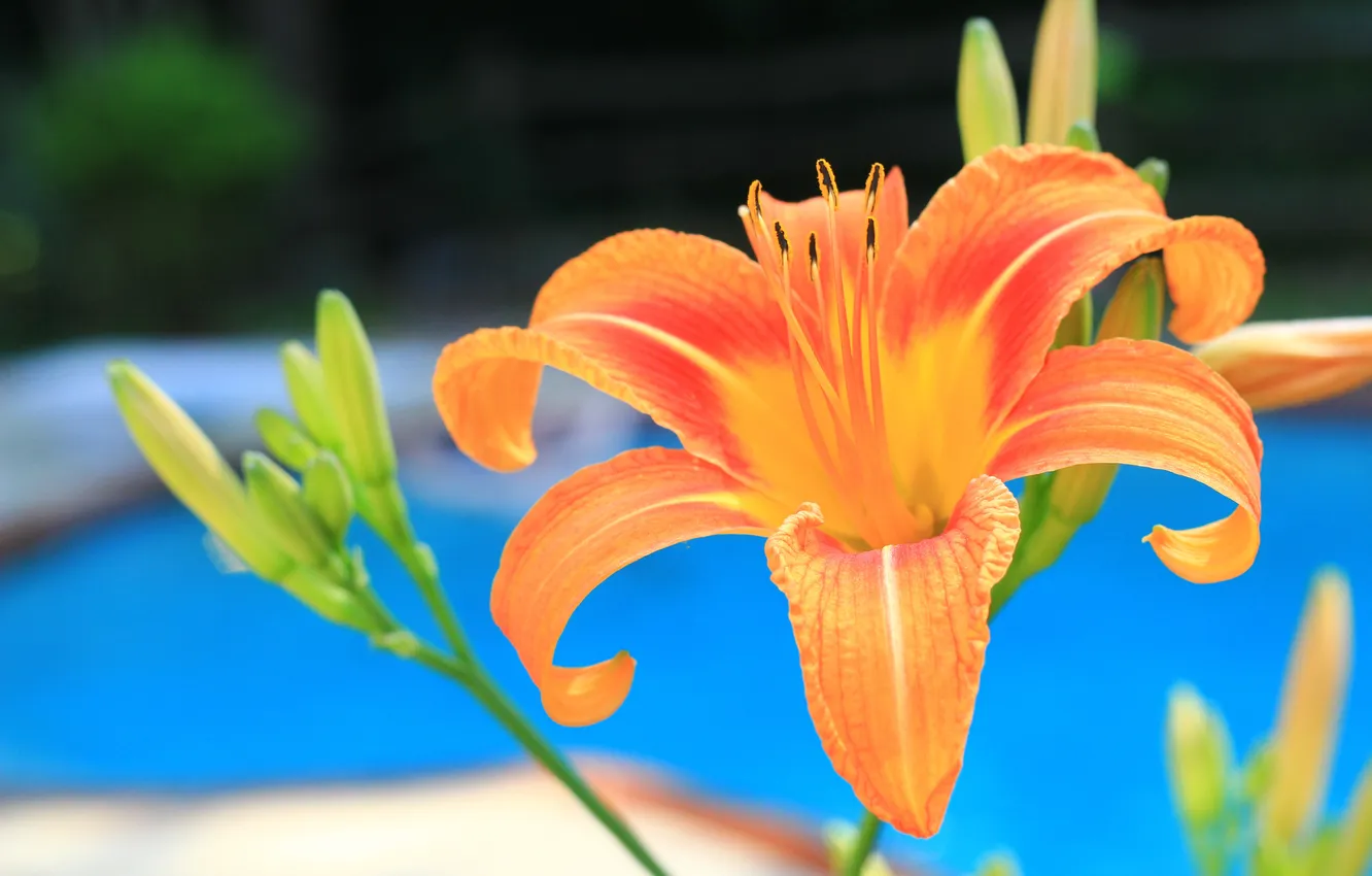 Photo wallpaper macro, Lily, pool, petals
