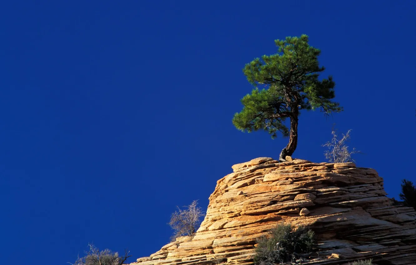Photo wallpaper trees, landscape, nature, rocks, pine
