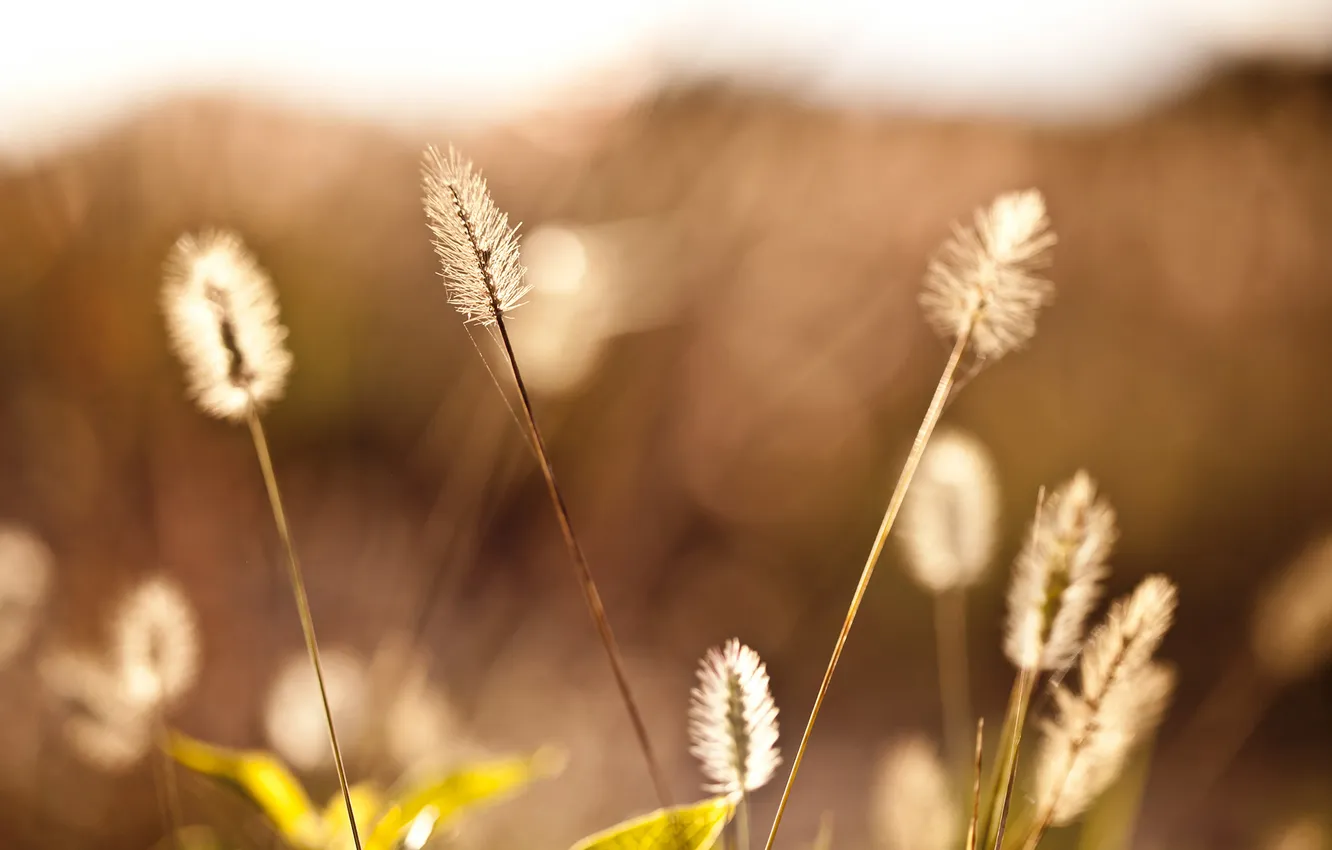 Photo wallpaper grass, macro, light, nature, web, blur, spikelets, bokeh