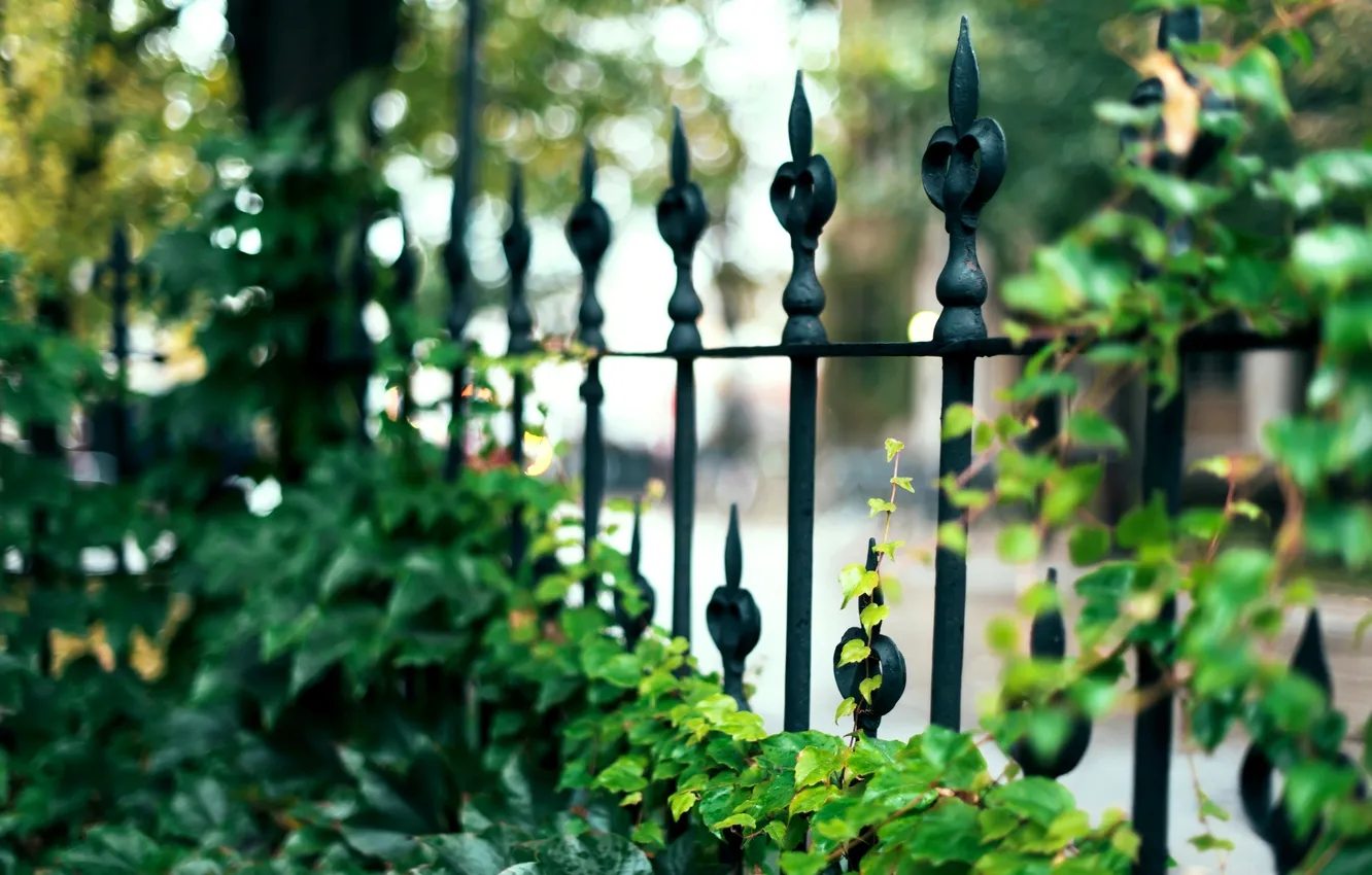 Photo wallpaper leaves, macro, nature, green, the fence, fence, the fence, iron