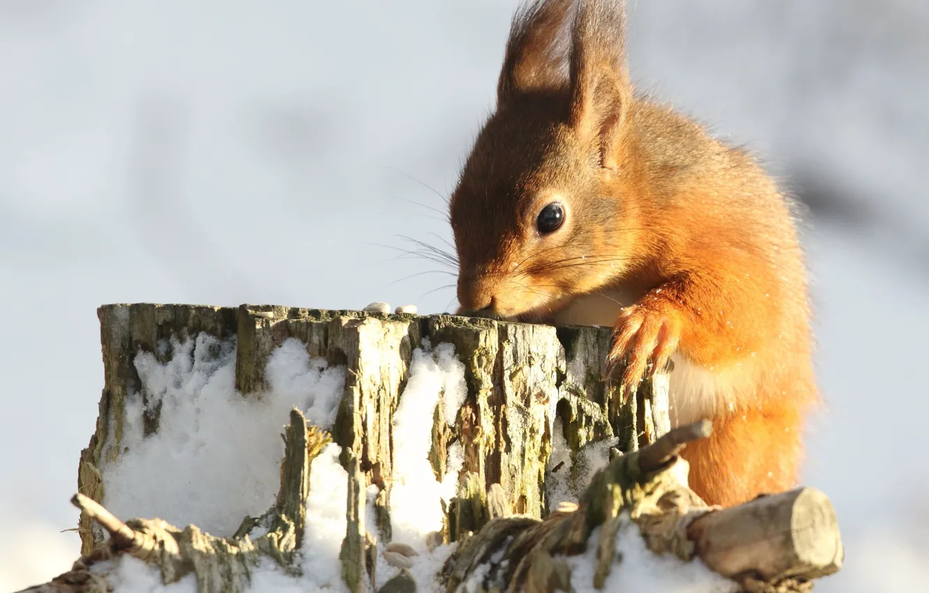 Photo wallpaper winter, light, snow, nature, pose, stump, protein