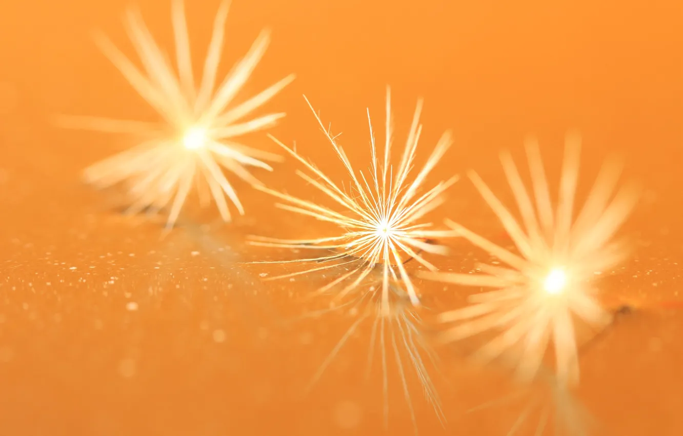 Photo wallpaper light, nature, color, blade of grass