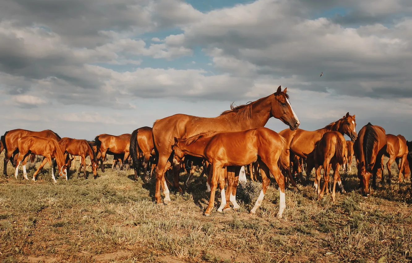 Photo wallpaper field, horse, horse, the herd, mother, foal