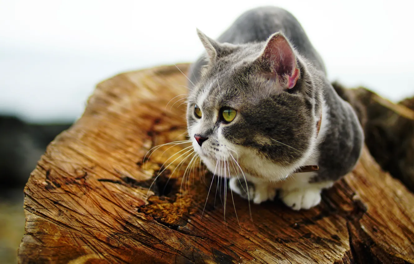 Photo wallpaper cat, cat, look, grey, stump, white background, log, sitting