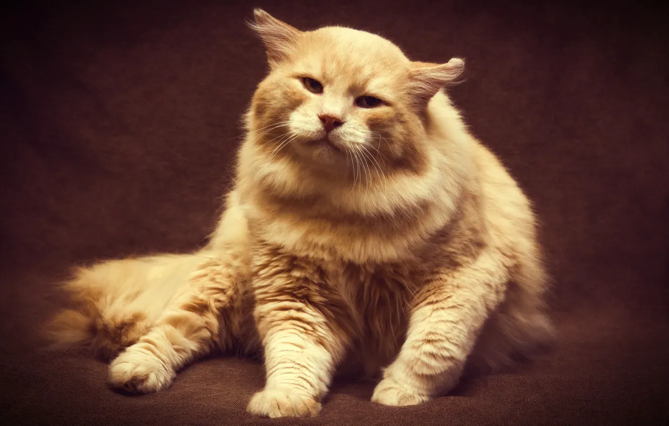 Photo wallpaper cat, look, light, pose, the dark background, background, cat, treatment
