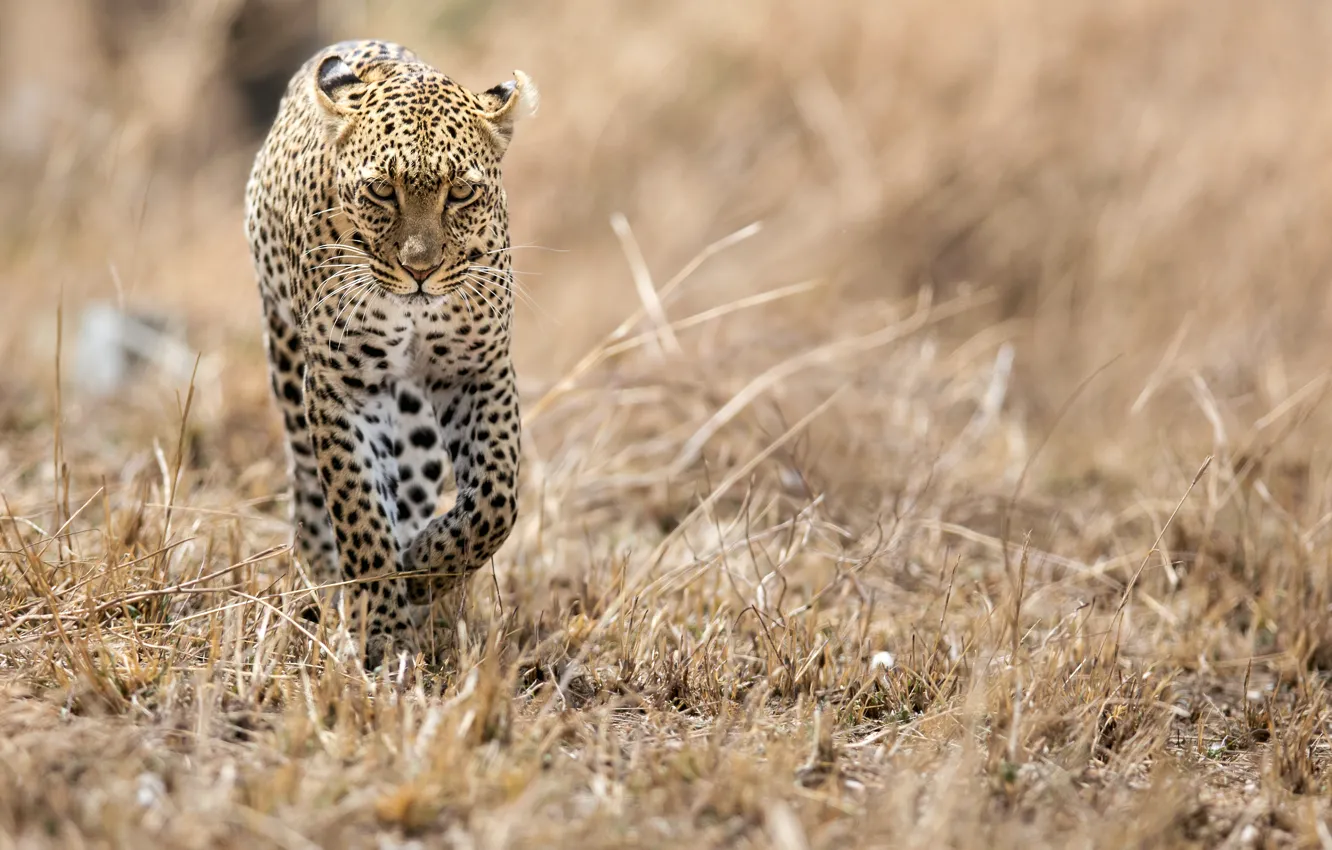 Photo wallpaper cat, predator, leopard, Savannah, Africa