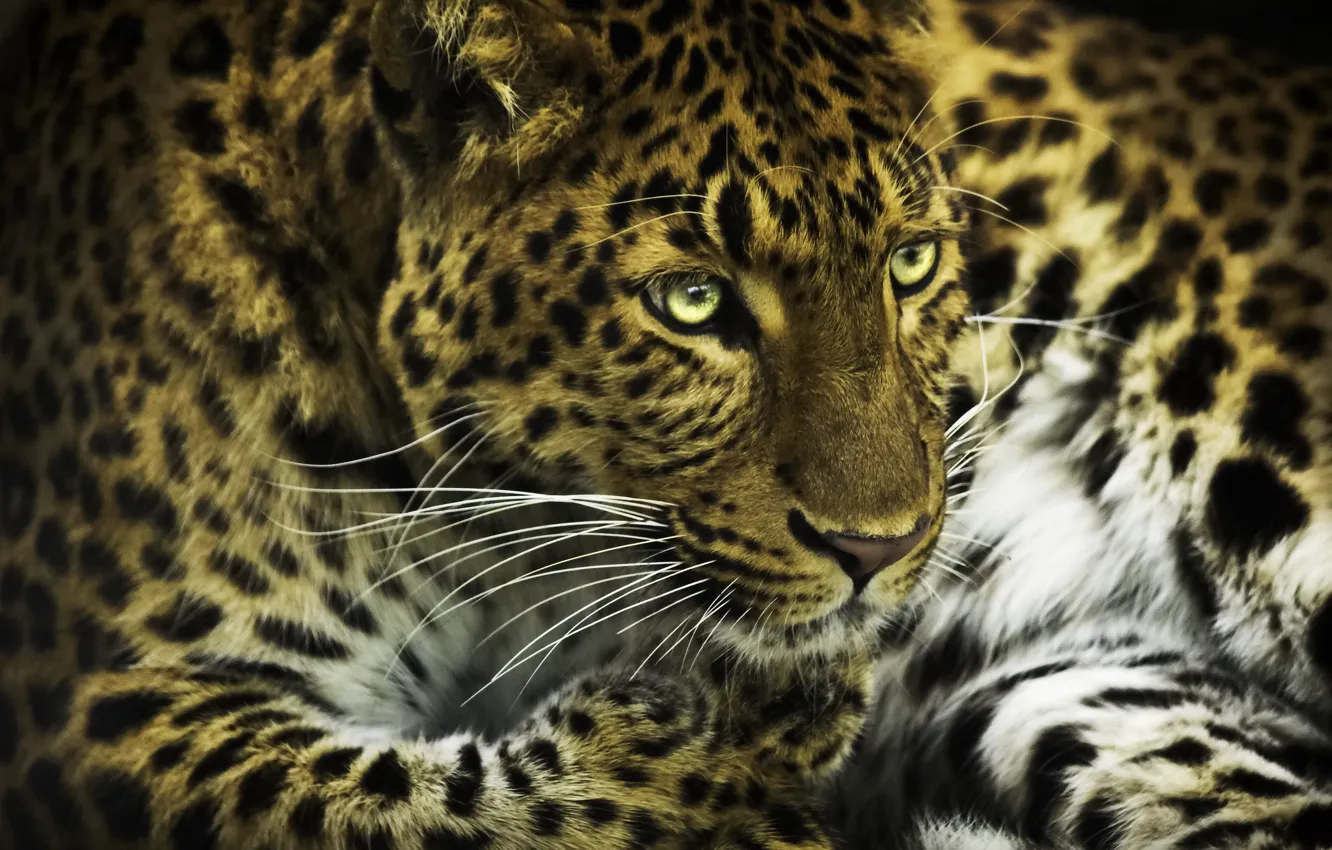 Photo wallpaper face, photoshop, paws, leopard, predatory cat