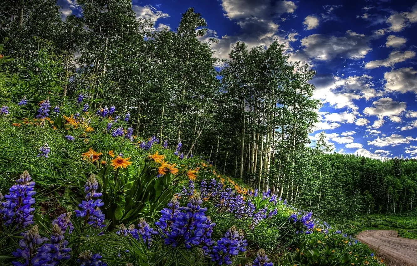 Photo wallpaper ROAD, FOREST, GRASS, The SKY, CLOUDS, GREENS, FLOWERS, SPRING
