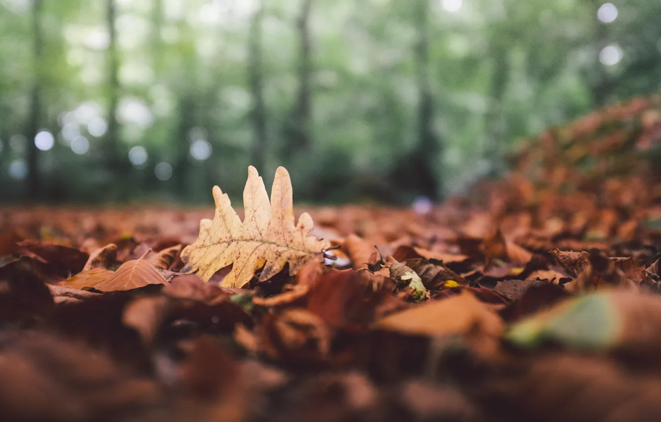 Photo wallpaper autumn, forest, leaves, sheet, fallen, bokeh, oak