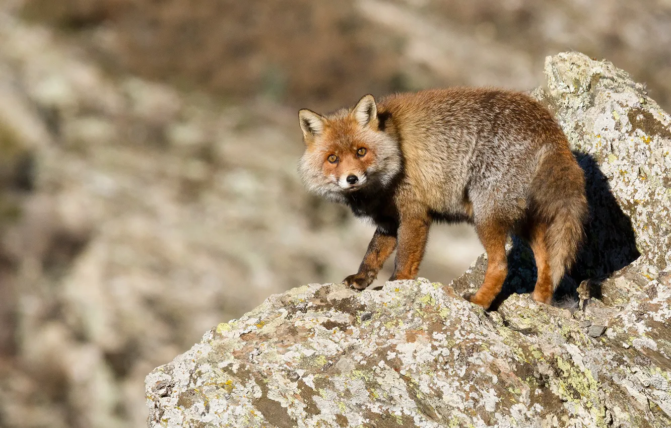 Photo wallpaper stones, background, animal, Fox, red, is, wildlife, Fox