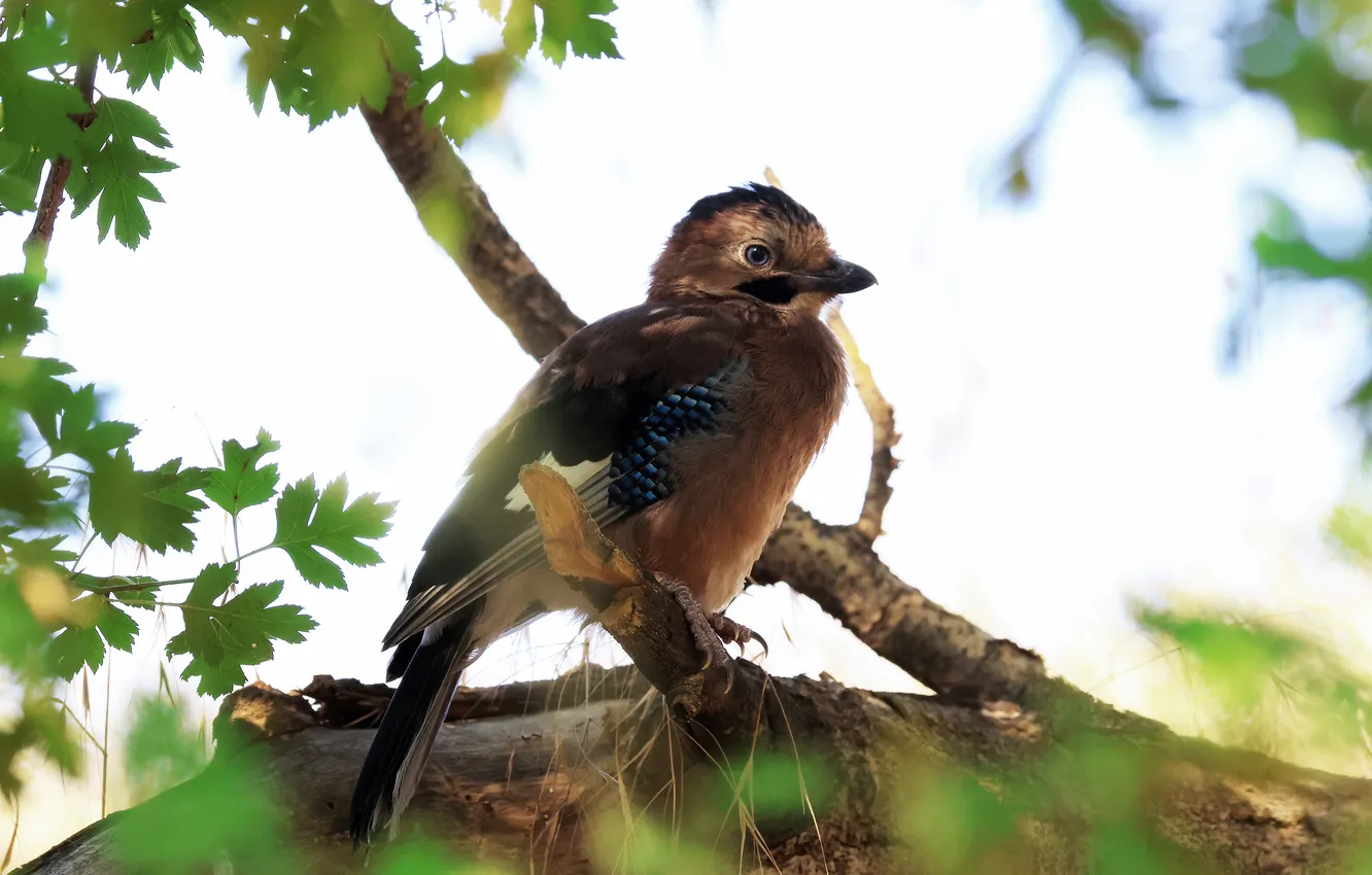 Photo wallpaper branches, bird, bokeh, Jay, Magov Marat