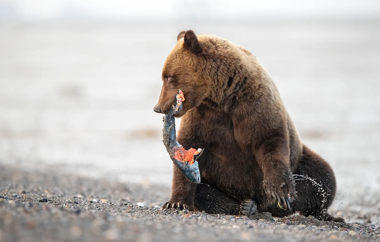 Photo wallpaper pose, shore, fishing, fish, bear, sitting, pond, mining