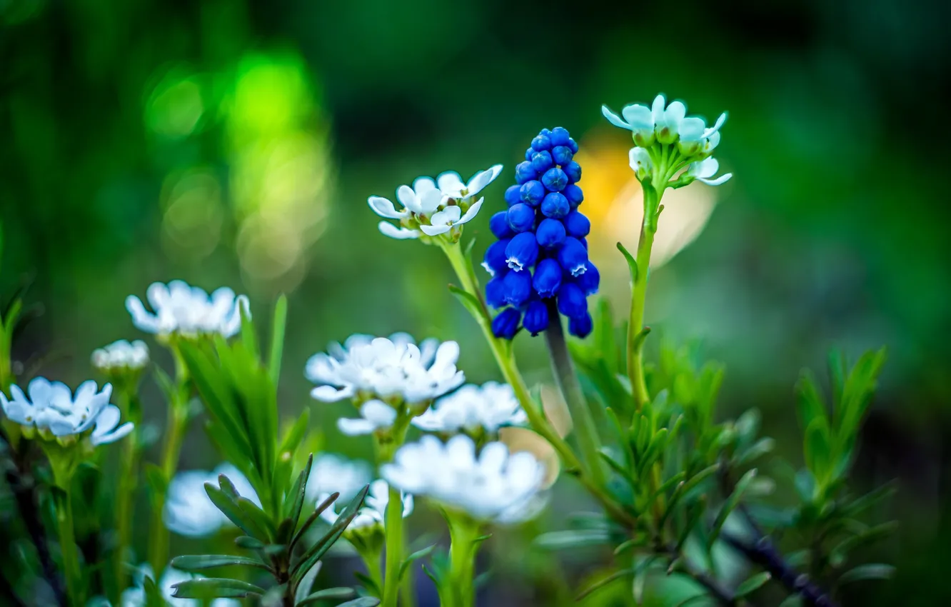 Photo wallpaper flowers, garden, hyacinth mouse, white, bokeh, Muscari, blue, spring