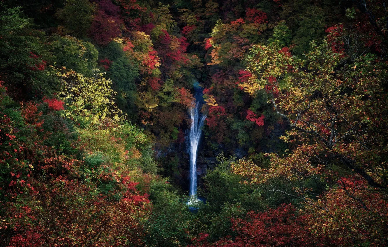 Photo wallpaper autumn, forest, trees, branches, nature, foliage, waterfall, Japan