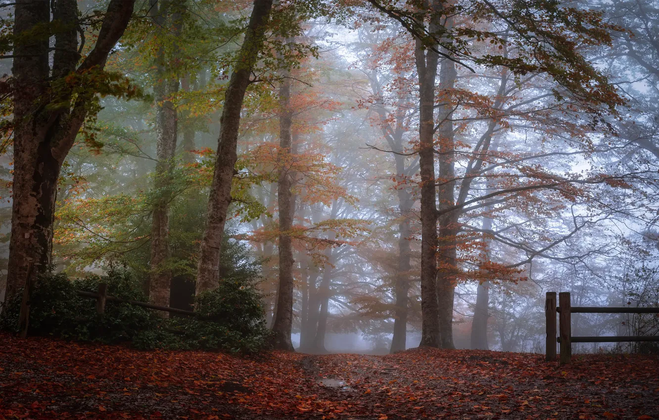 Photo wallpaper autumn, forest, trees, fog, Park, branch, trunks, foliage