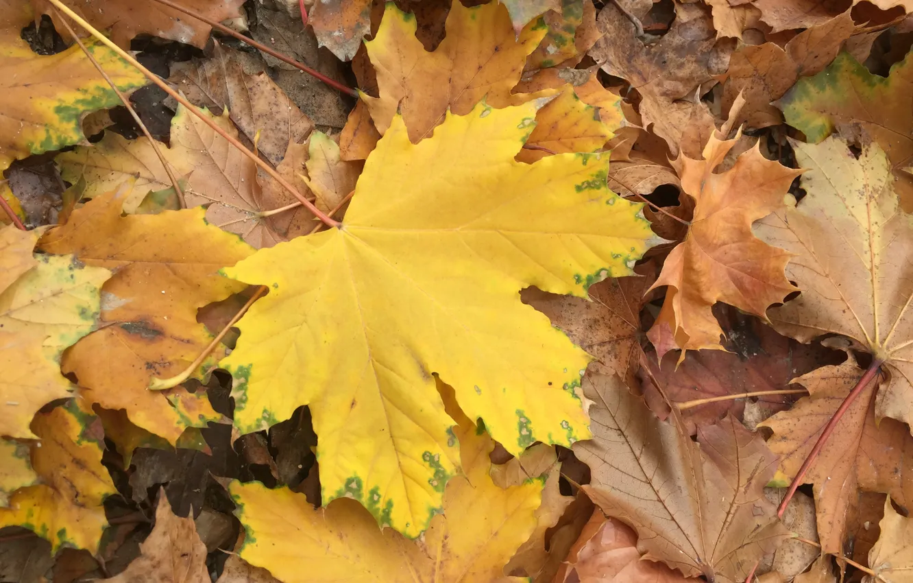 Photo wallpaper autumn, leaves, background, colorful, maple, background, autumn, leaves