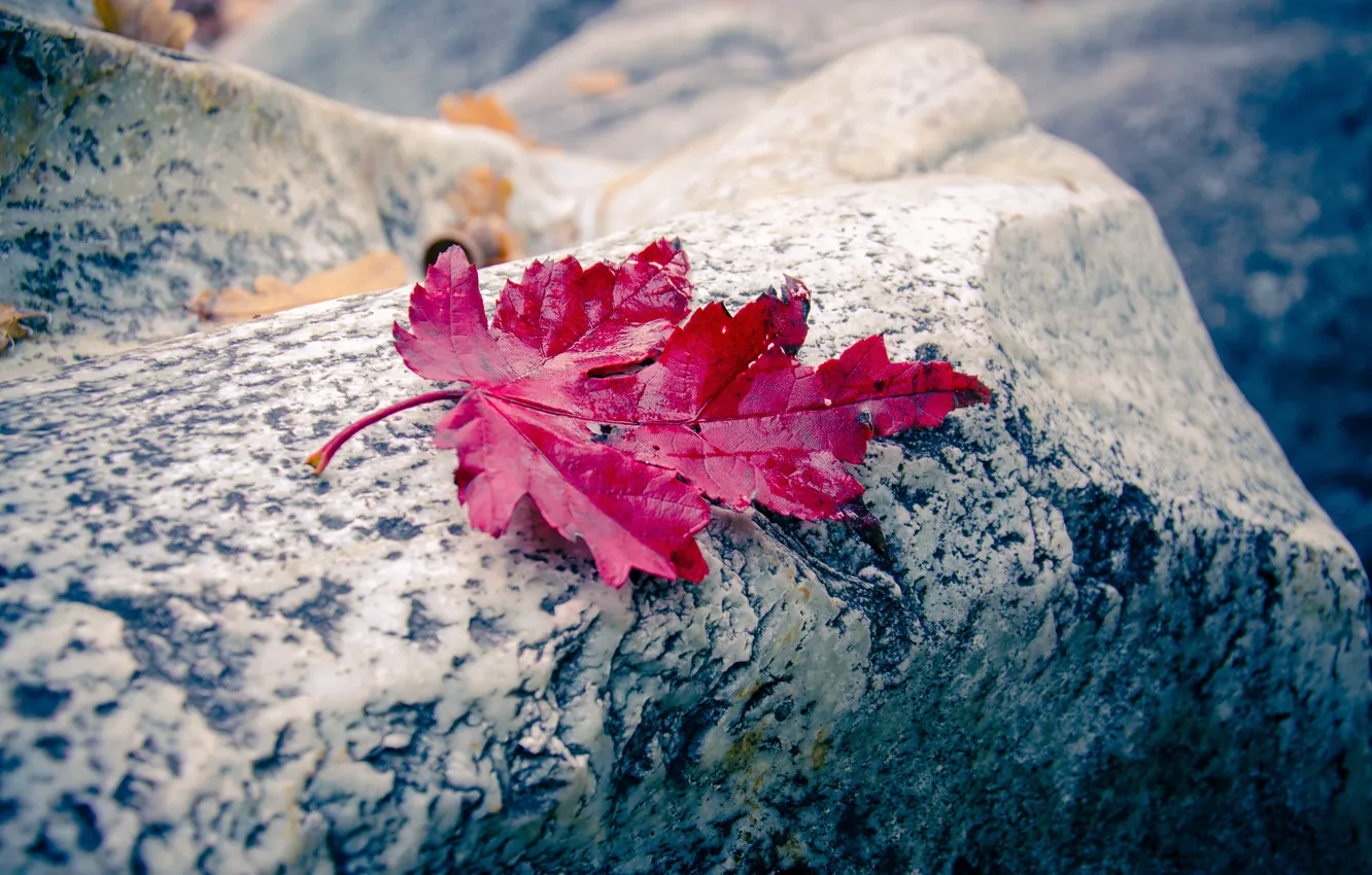 Photo wallpaper autumn, red, stone, autumn leaf