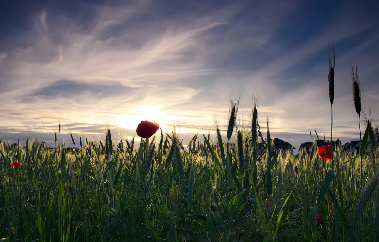 Photo wallpaper field, the sky, the sun, clouds, landscape, sunset, flowers, nature