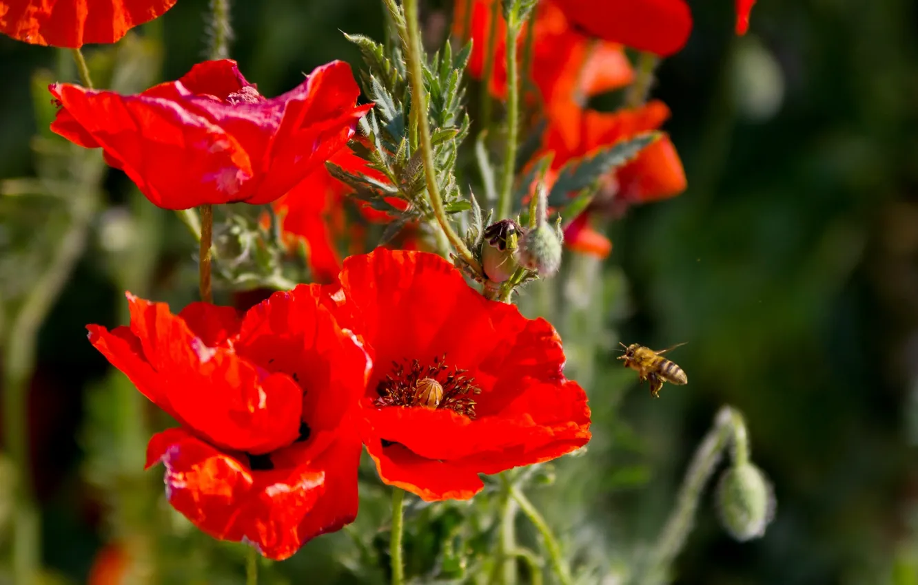 Photo wallpaper summer, flowers, nature, bee, Maki, insect