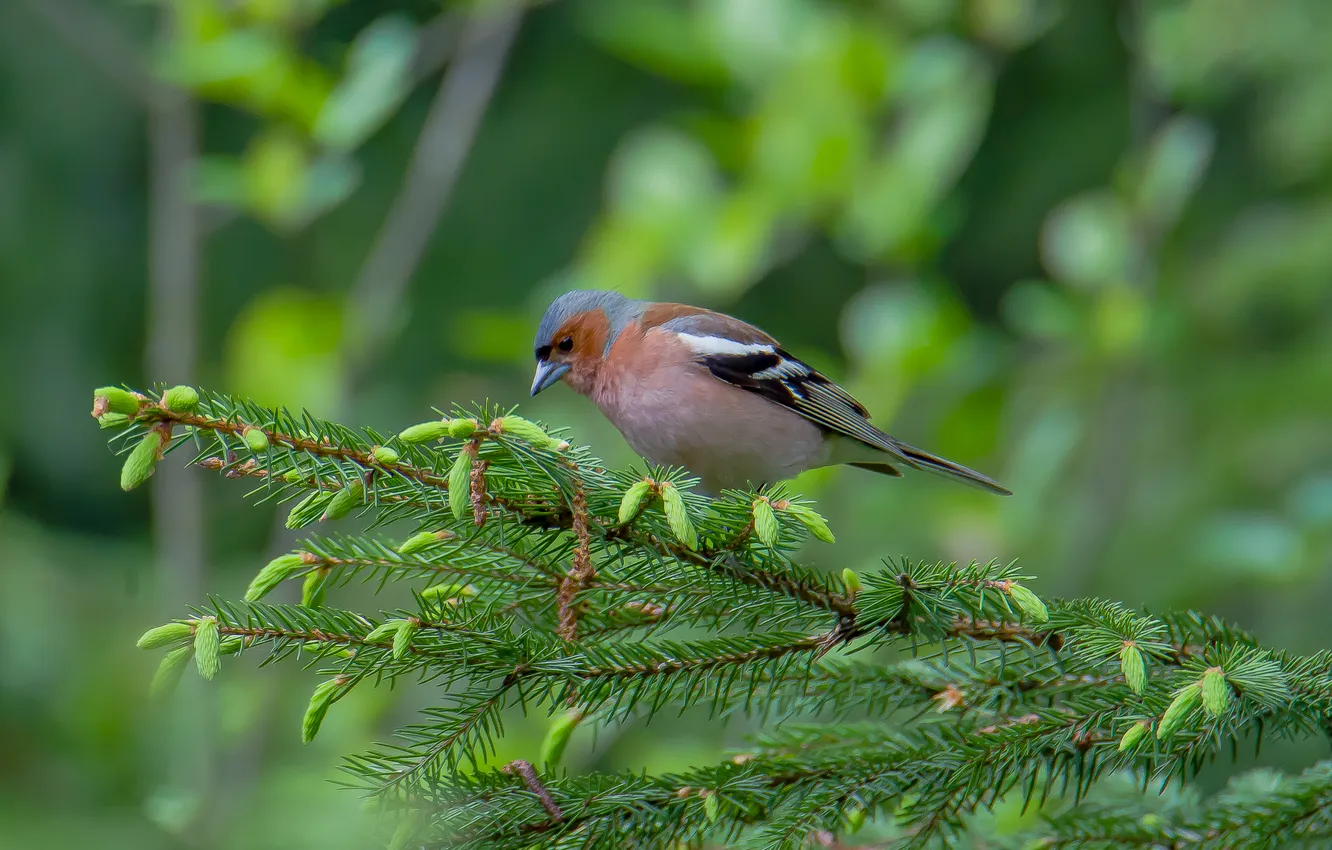 Photo wallpaper forest, nature, bird, spruce, spring, Chaffinch