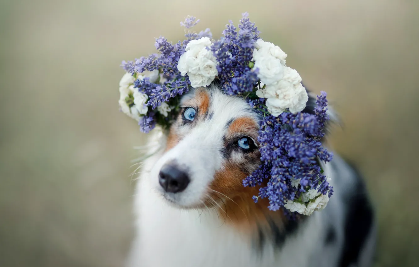 Photo wallpaper eyes, look, face, flowers, background, portrait, dog, beauty