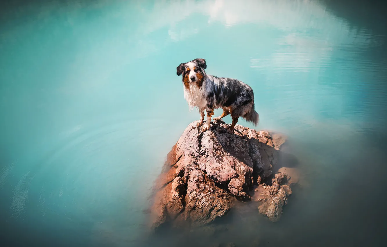 Photo wallpaper sea, rocks, dog