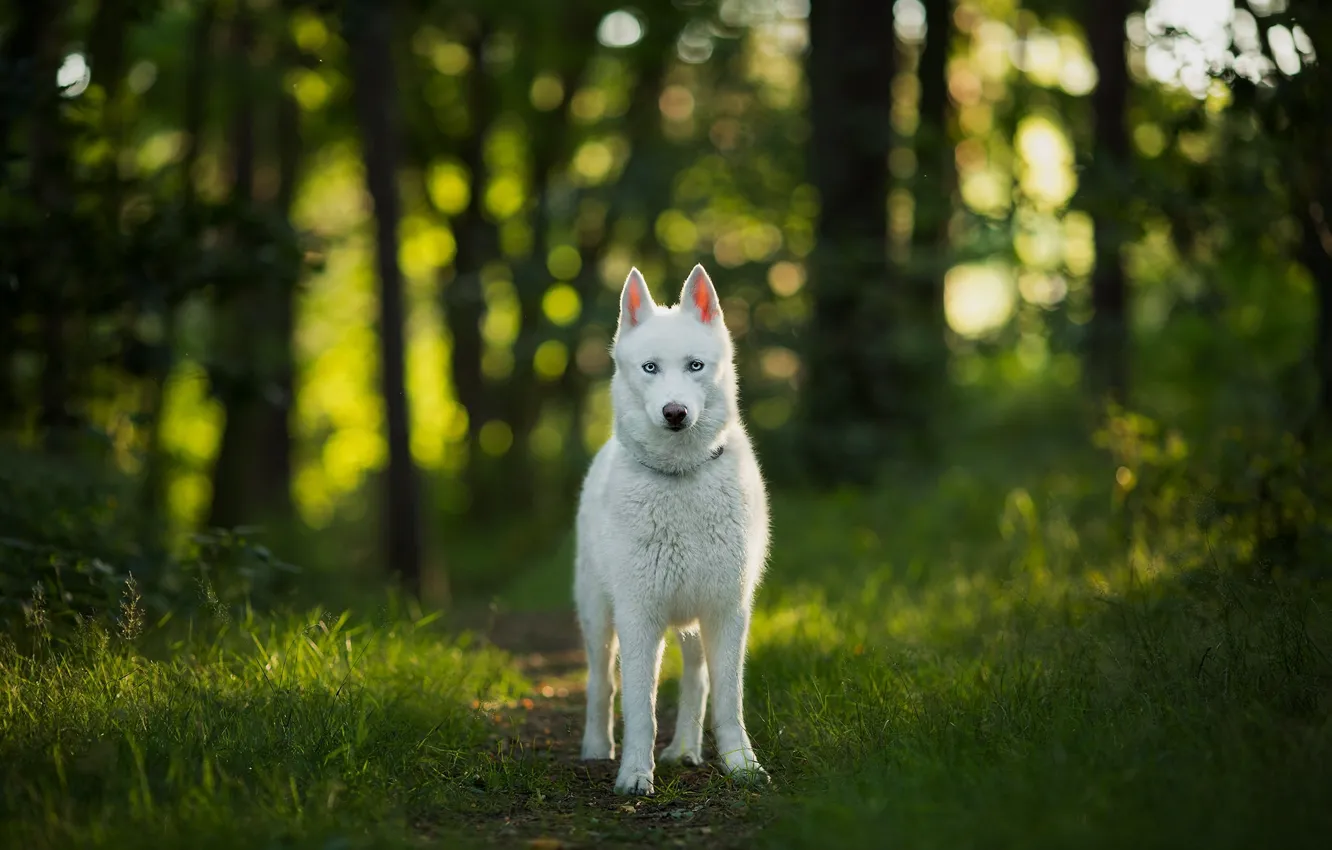 Photo wallpaper forest, look, dog