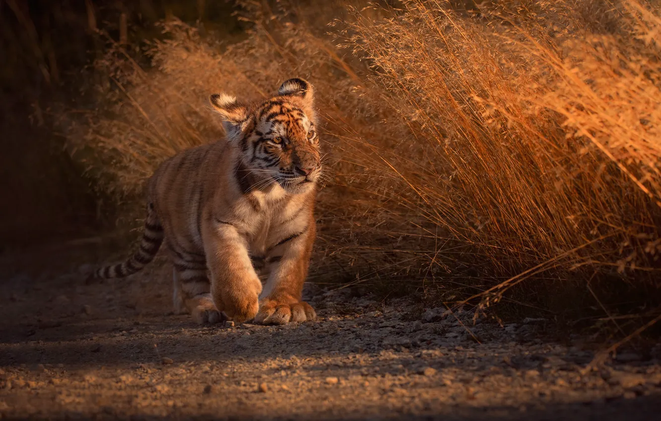 Photo wallpaper grass, tiger, baby, painting, tiger