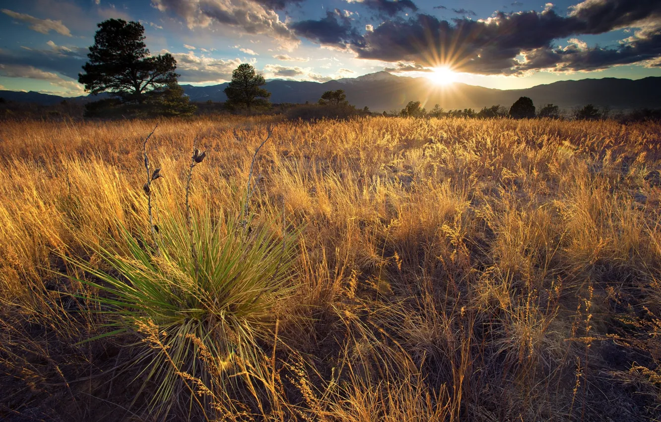 Photo wallpaper field, grass, the sun