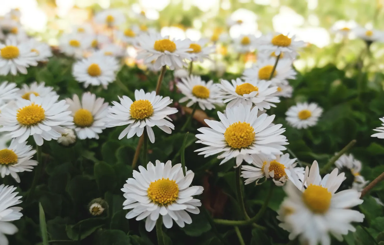 Photo wallpaper flowers, glade, chamomile, white, Daisy