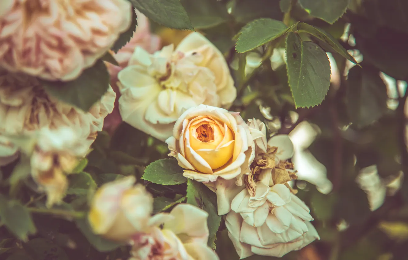 Photo wallpaper cream, flowers, garden, blur, roses, leaves, white, bokeh