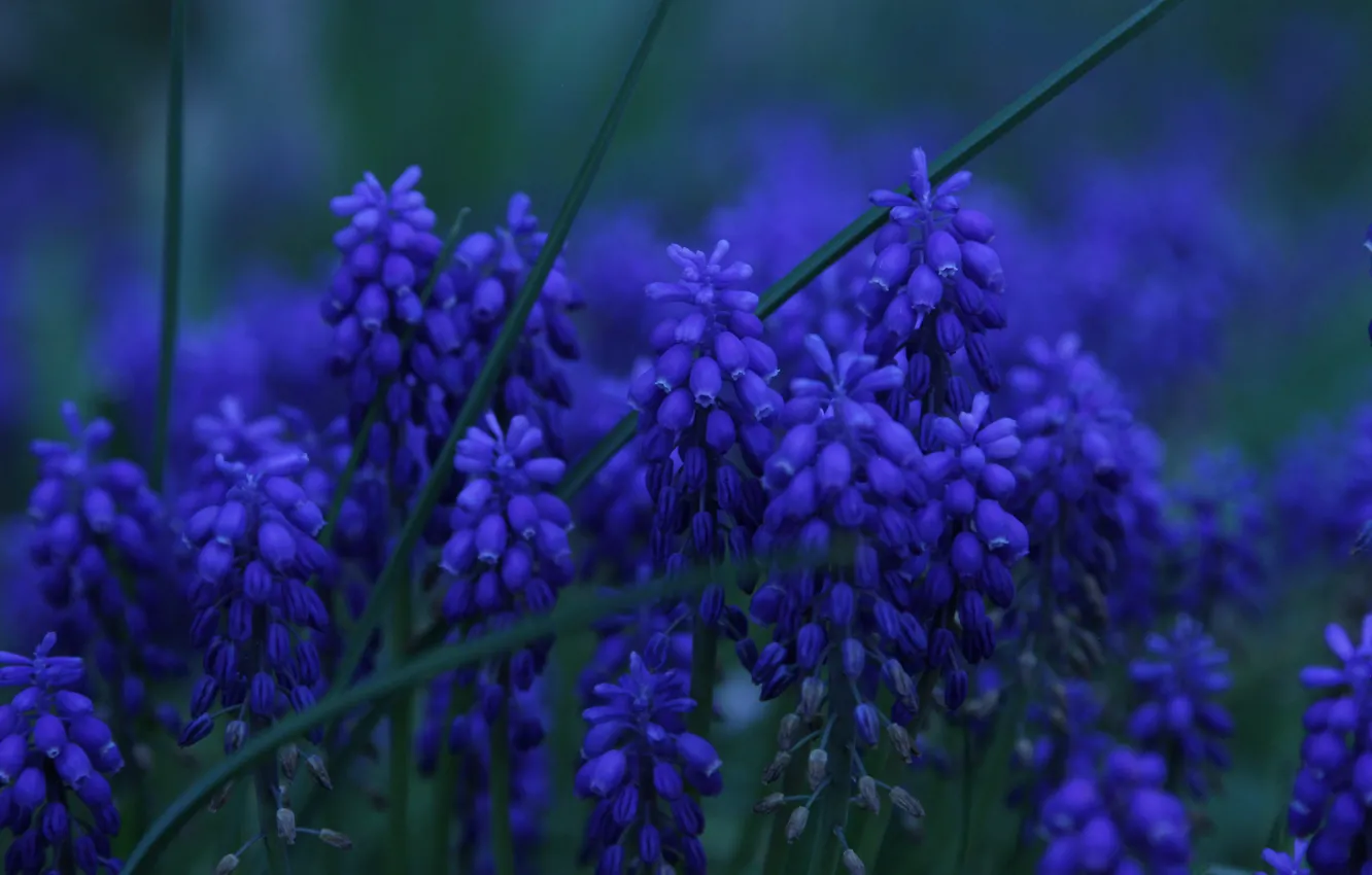 Photo wallpaper flowers, blue, spring, flowerbed, bokeh, Muscari