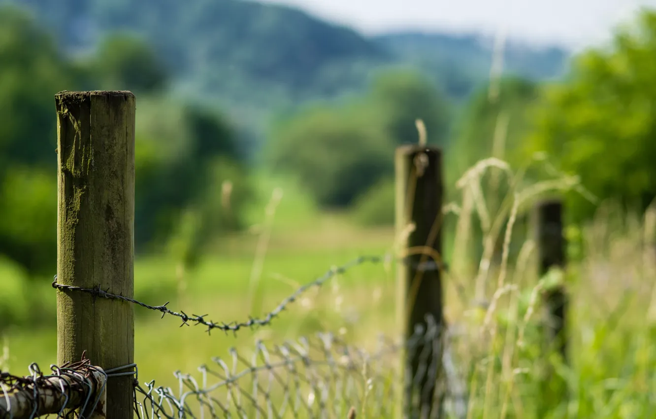 Photo wallpaper greens, summer, nature, the fence, fence