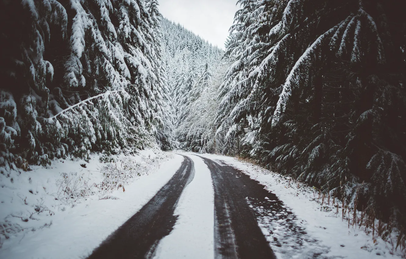 Photo wallpaper winter, road, forest, snow