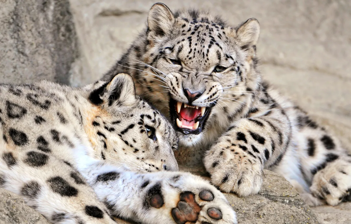 Photo wallpaper cat, mouth, pair, fangs, roar, Leopard