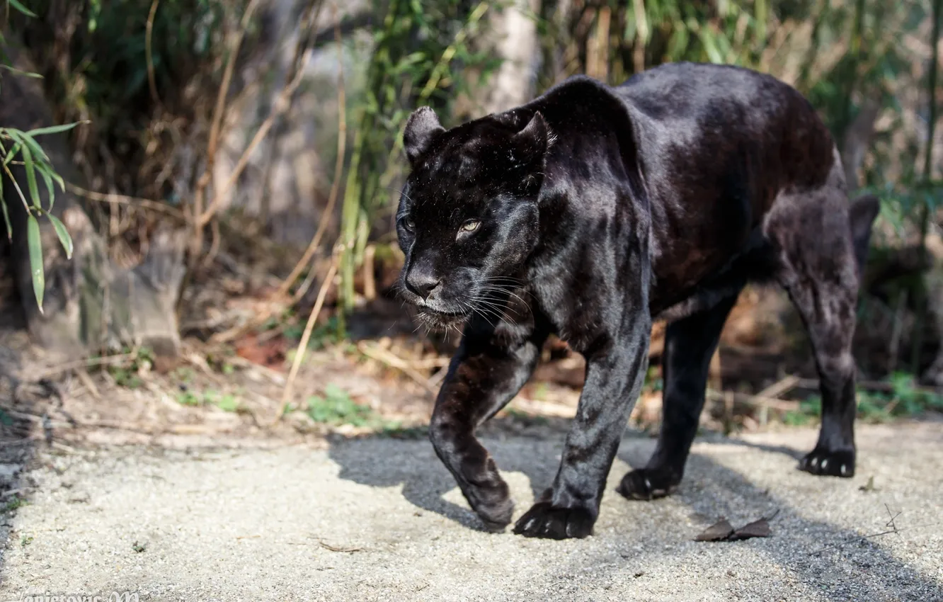 Photo wallpaper predator, Panther, walk, wild cat, black Jaguar