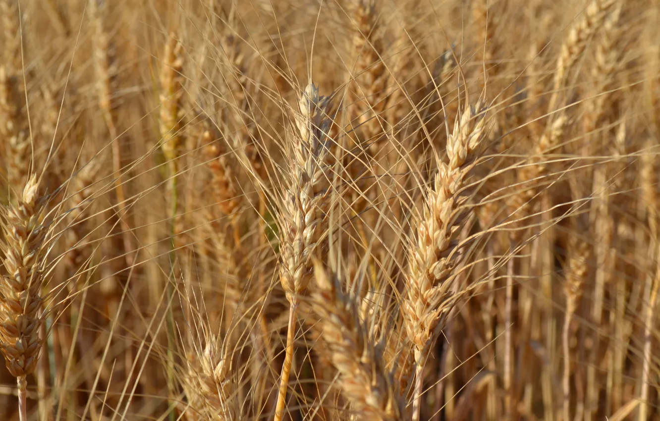 Photo wallpaper stem, ears, bokeh
