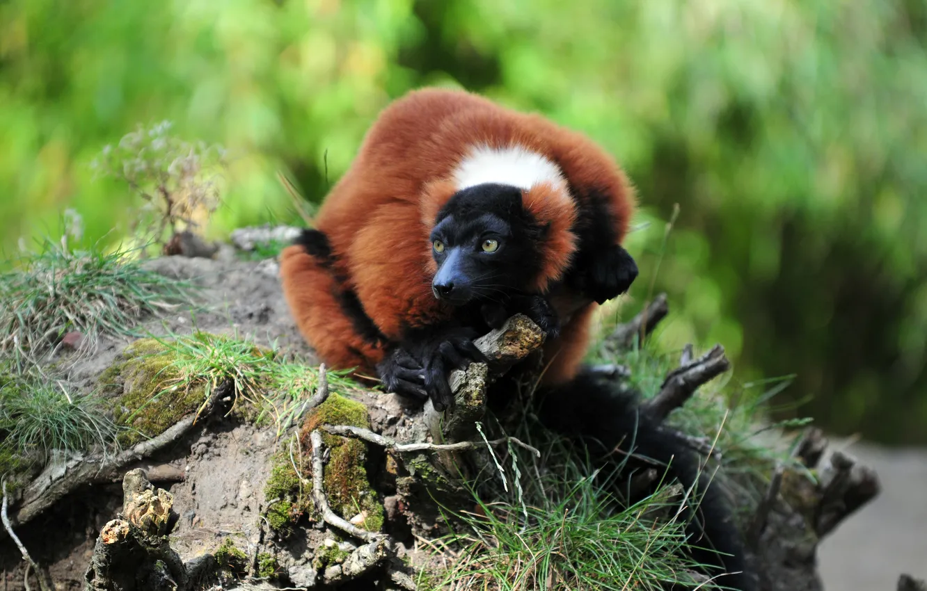 Photo wallpaper grass, hills, lemur, Cooking, the primacy of