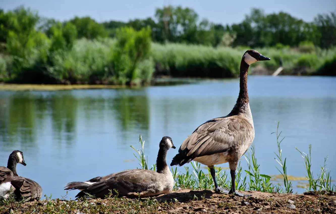 Photo wallpaper lake, pond, geese