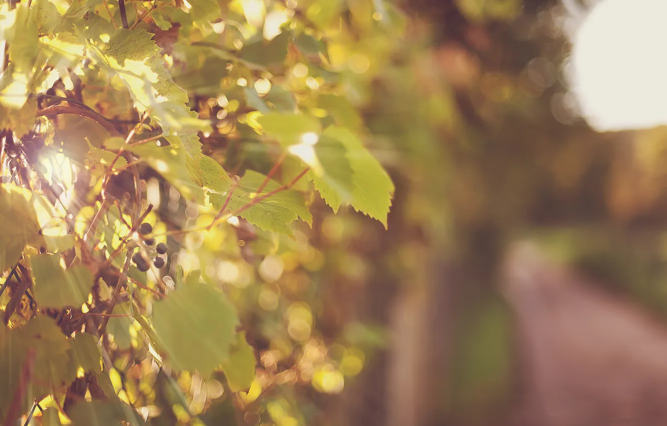 Photo wallpaper rays, light, nature, glare, grapes