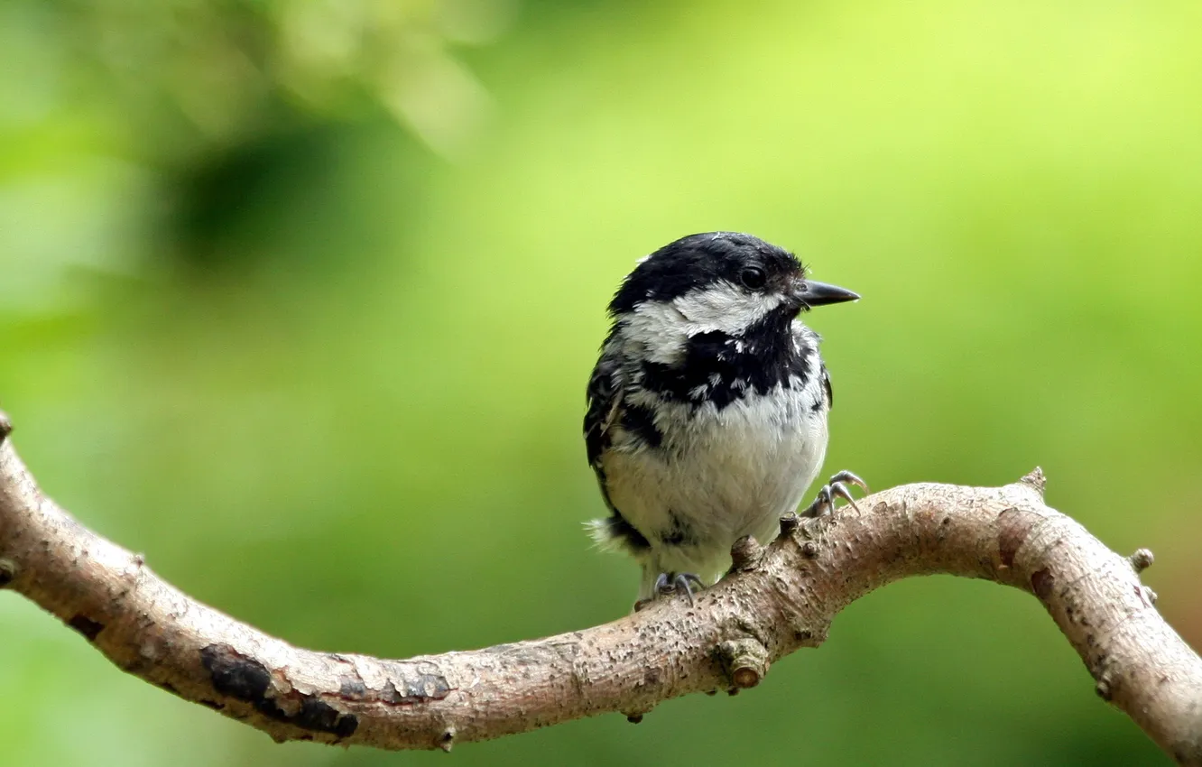 Photo wallpaper branches, nature, bird